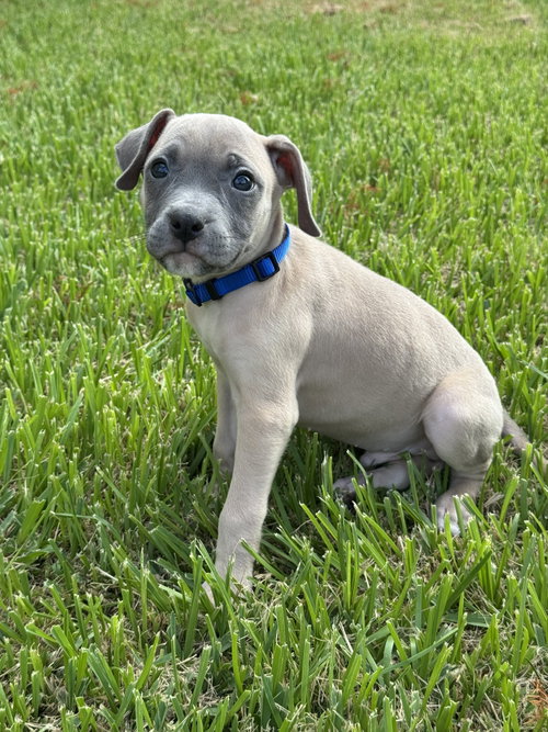 Photo 2 of Bronson
