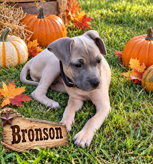 Bronson, Boxer / Mixed (short coat)