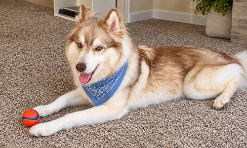 Photo 2 of Loki