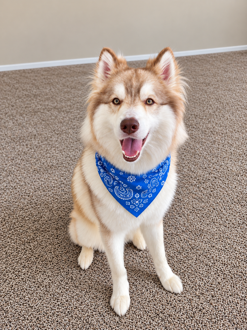 Photo 4 of Loki