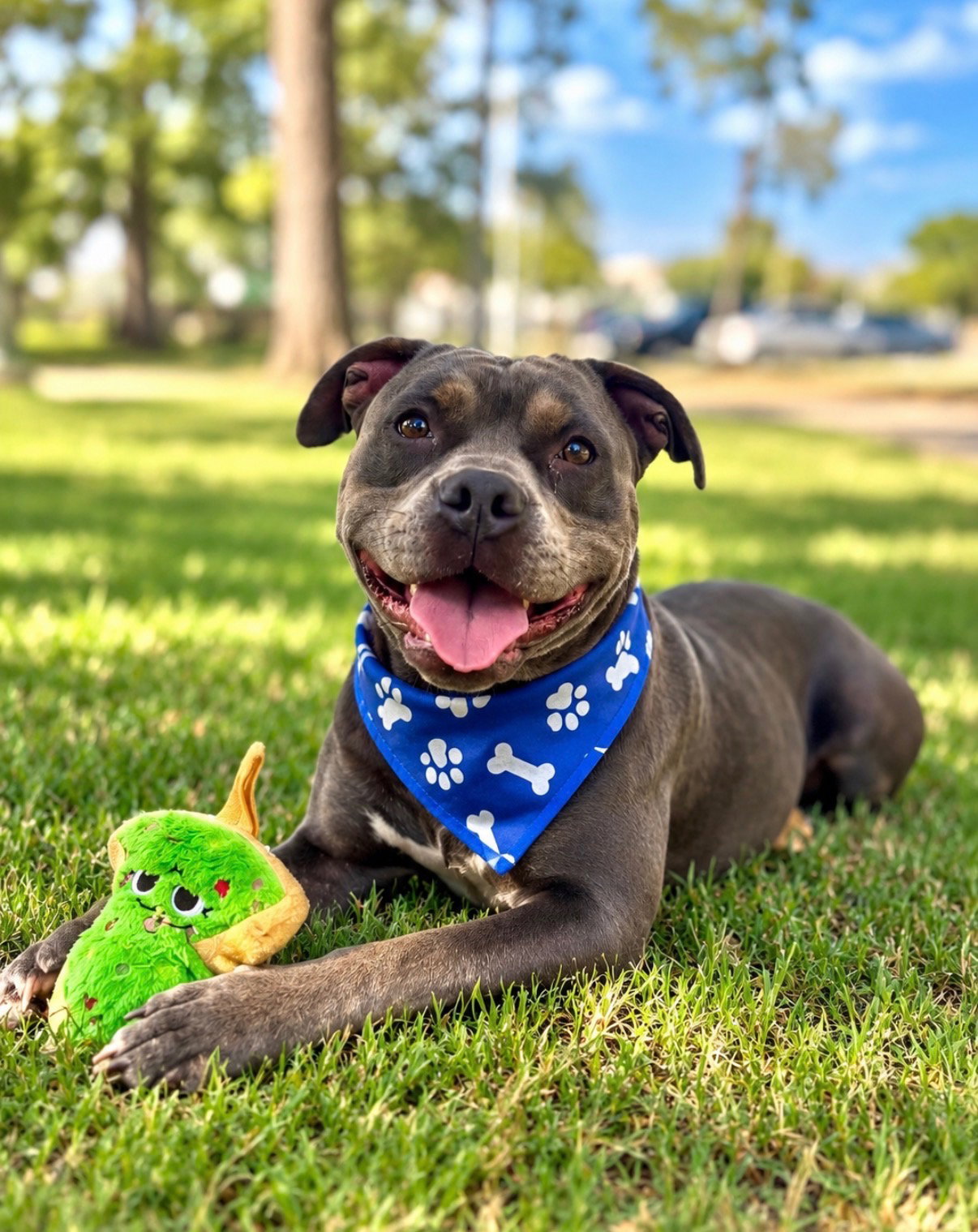 Rax, American Staffordshire Terrier
