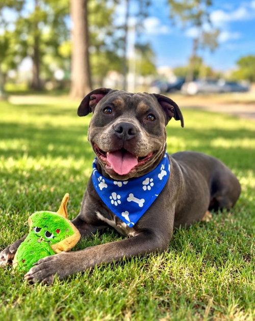 Rax, a dog for adoption from Trinity GAP Club