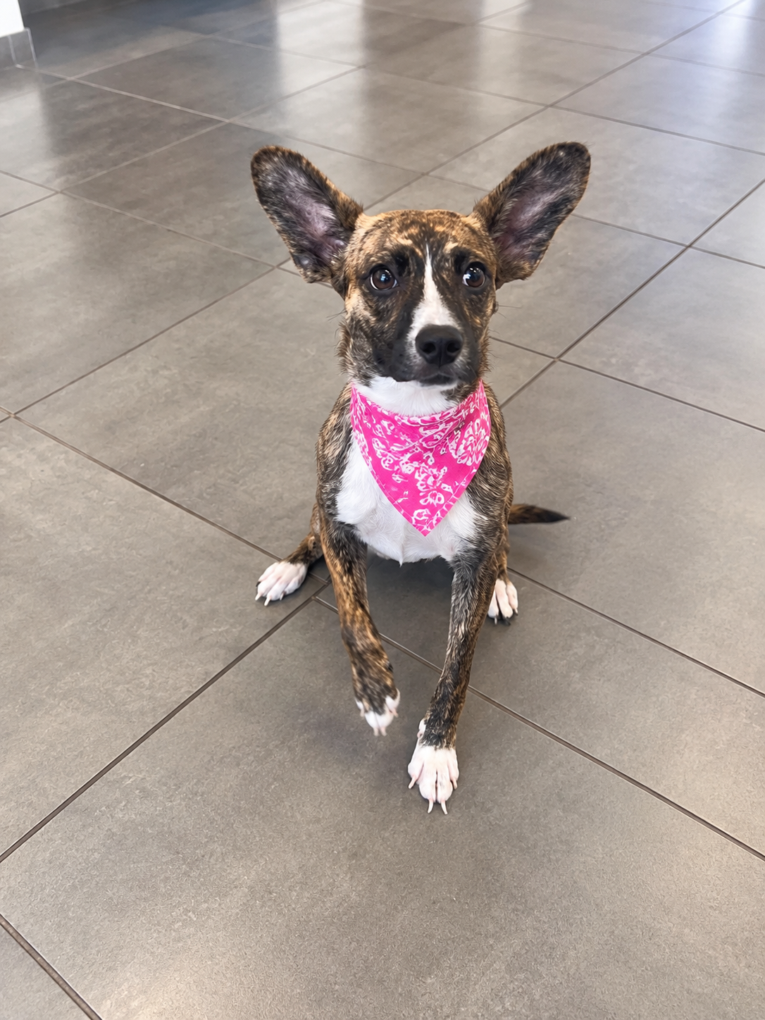 Pandora, Cardigan Welsh Corgi