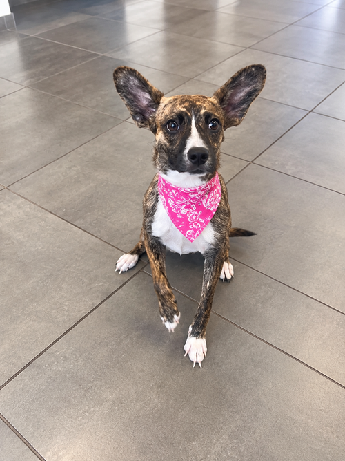 Pandora, a dog for adoption from Trinity GAP Club