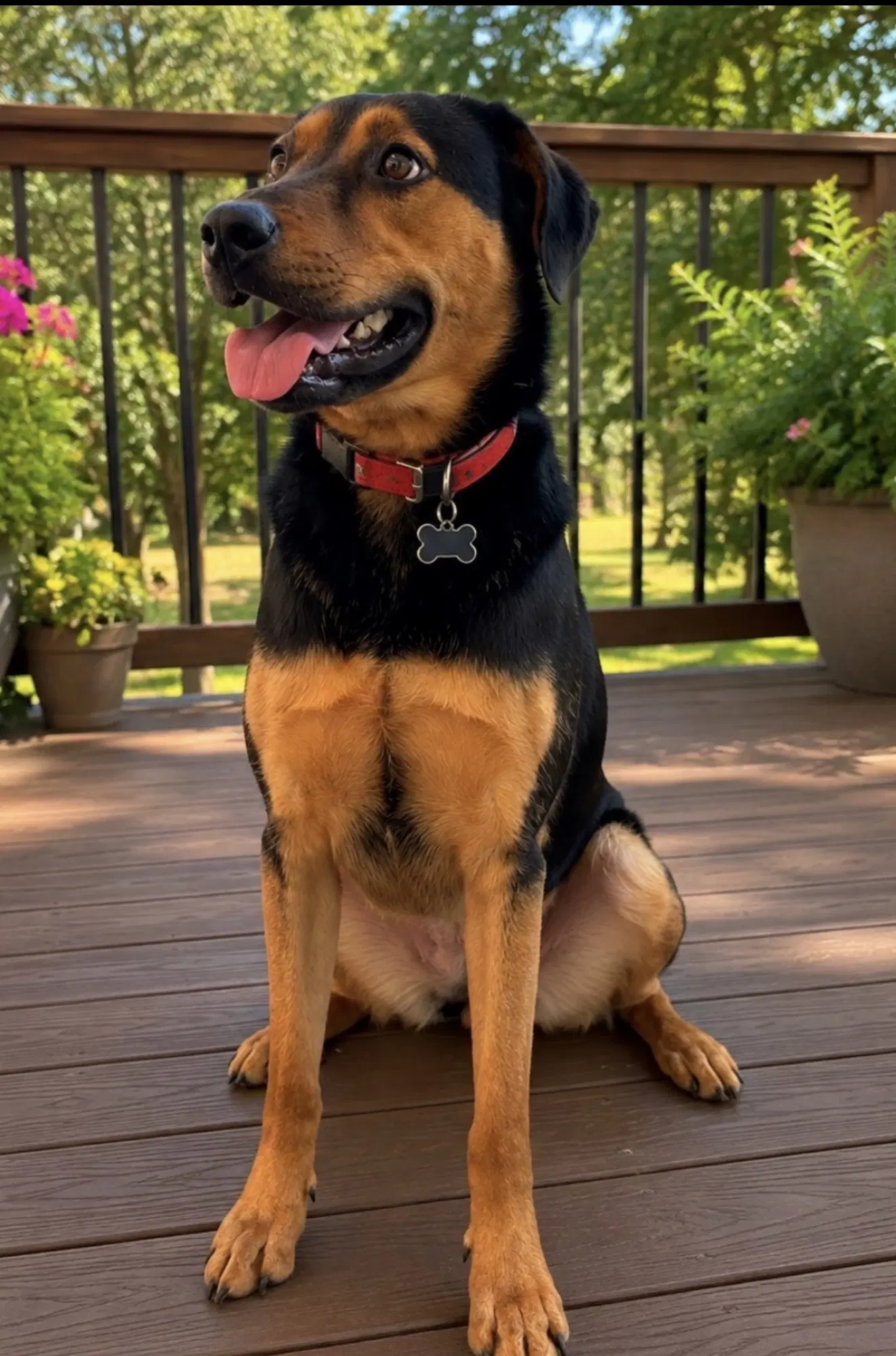 Lola image 3