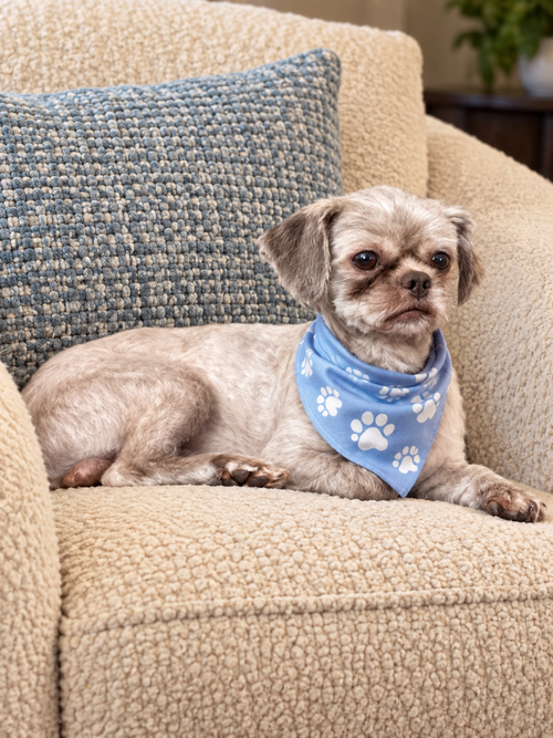 Matt, a dog for adoption from Trinity GAP Club