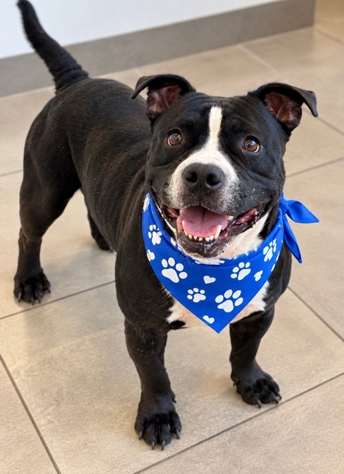 Jimi, a dog for adoption from Trinity GAP Club