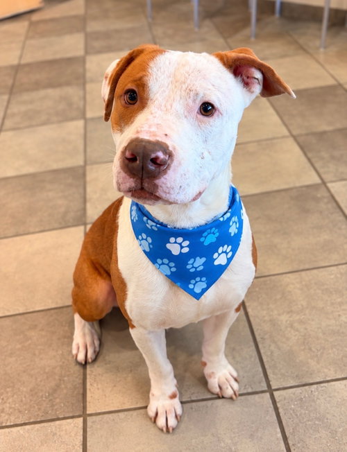 Harvey, a dog for adoption from Trinity GAP Club