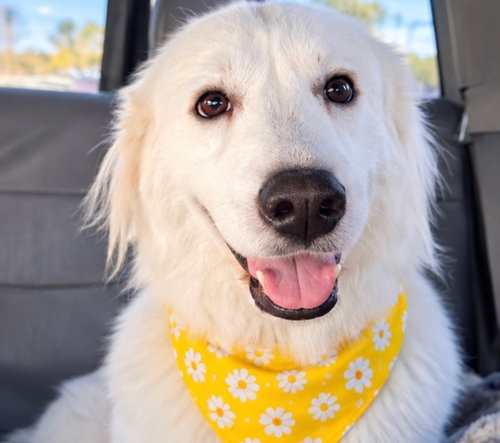 Lady, Great Pyrenees / Mixed (long coat)