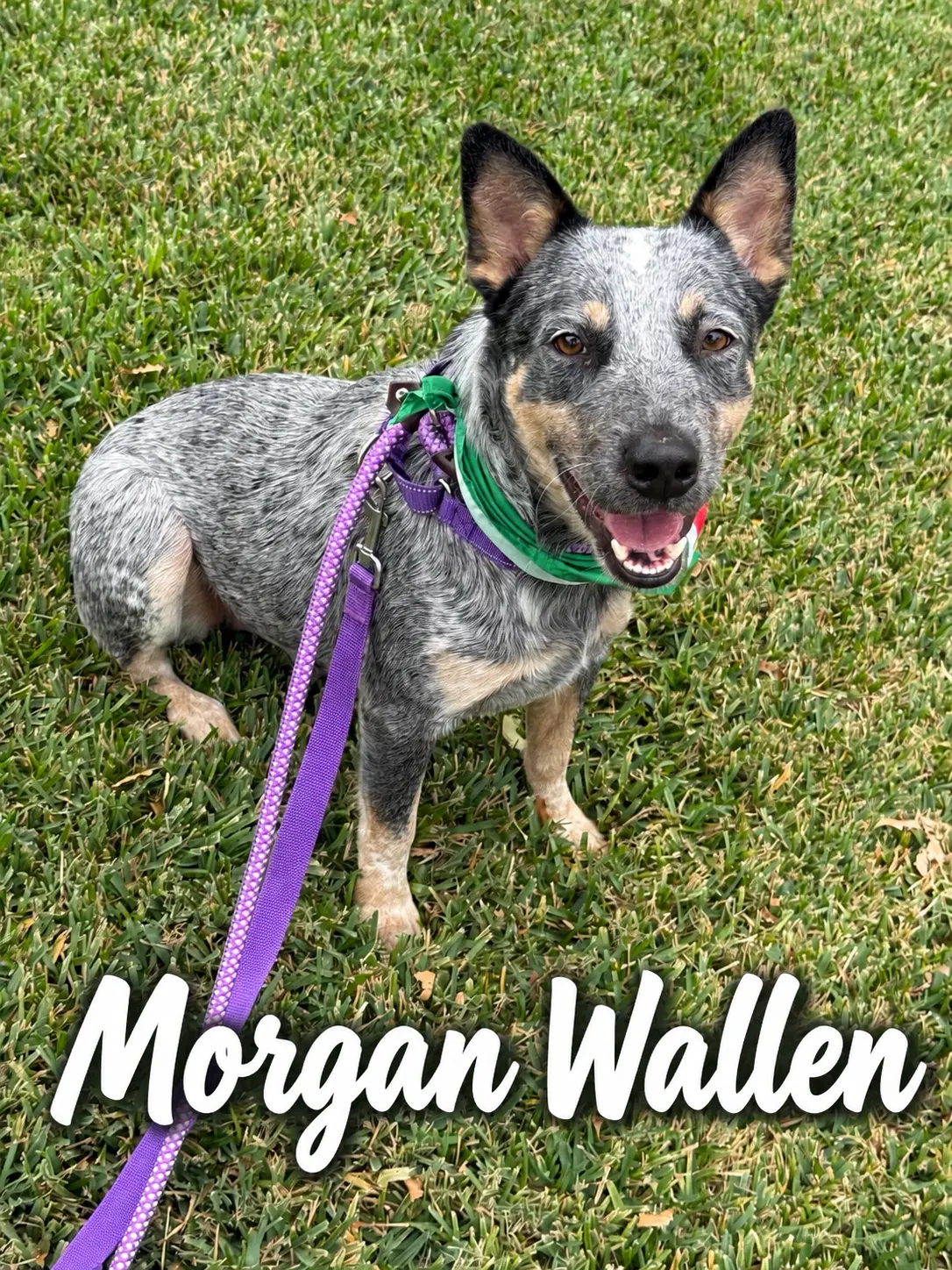 Morgan Wallen - Australian Cattle Dog/Blue Heeler