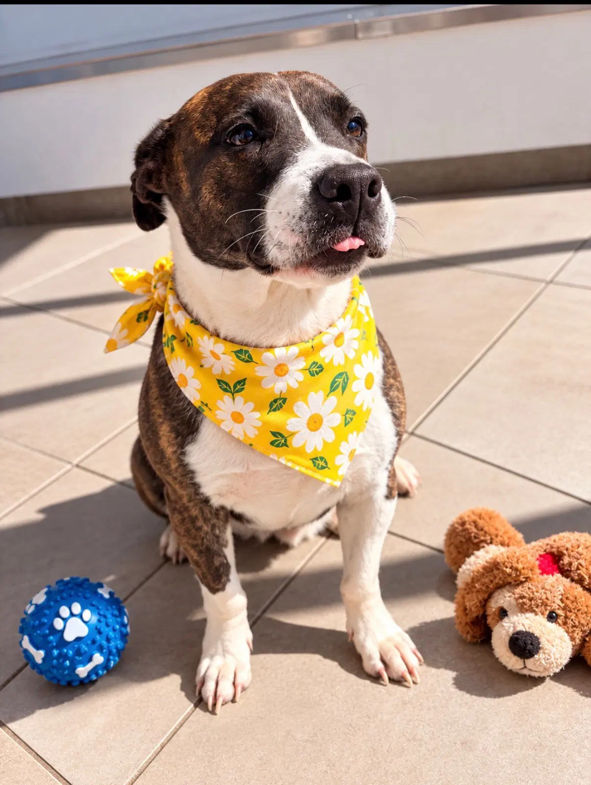 Cocoa - Boxer