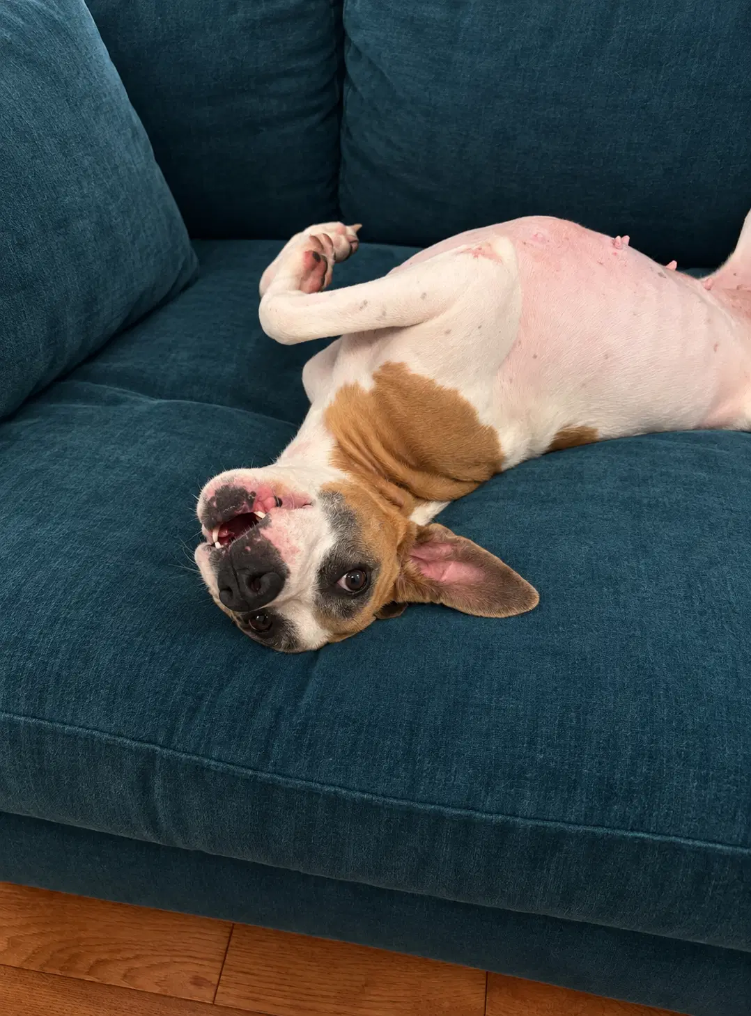 Gracie image 2
