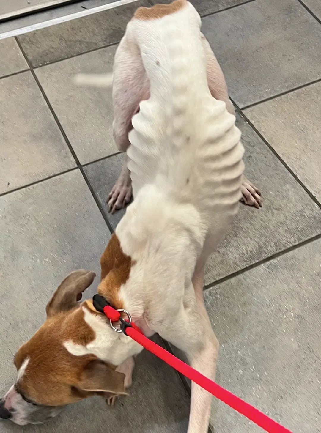 Gracie image 4