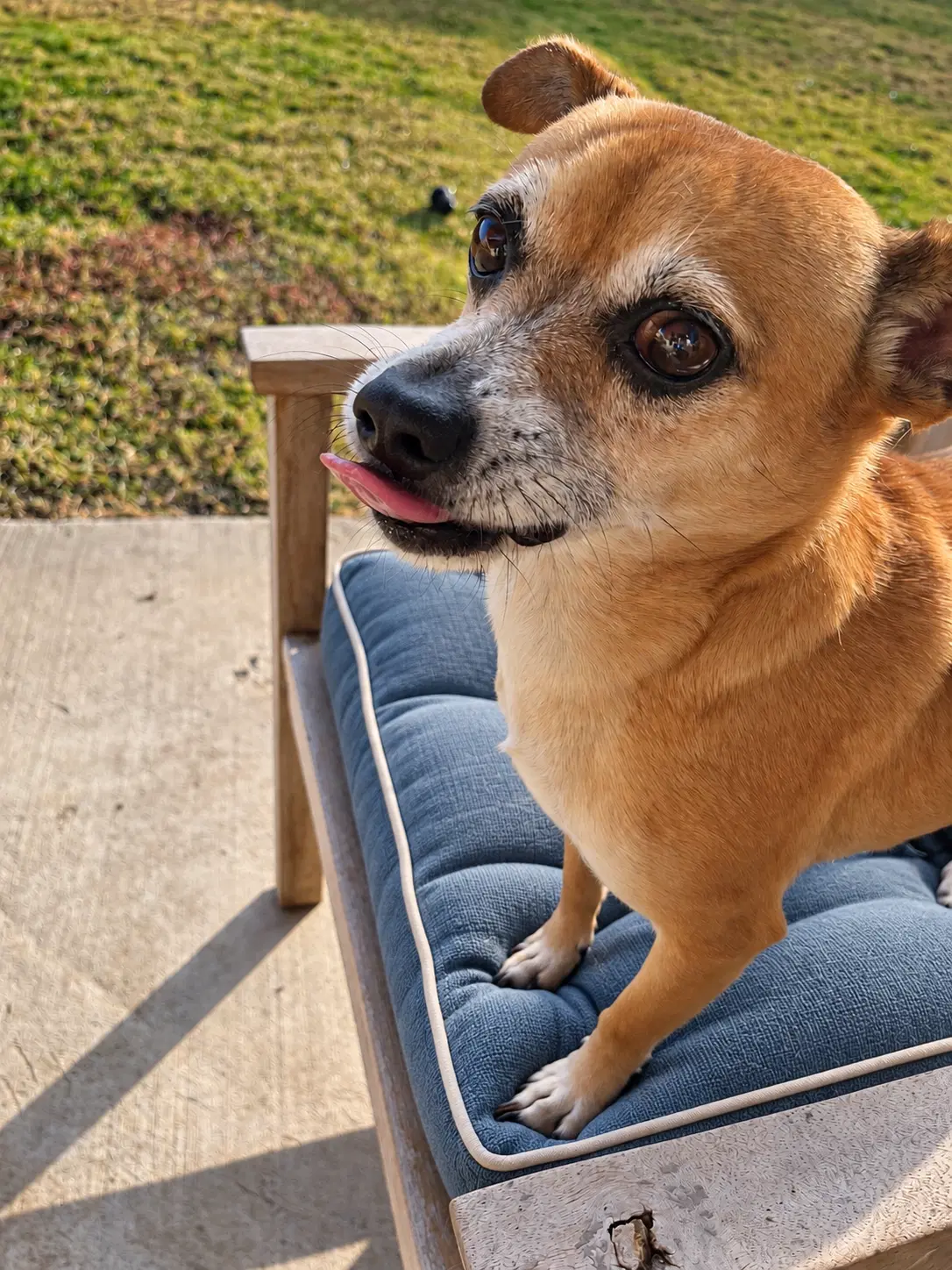 Toby image 3