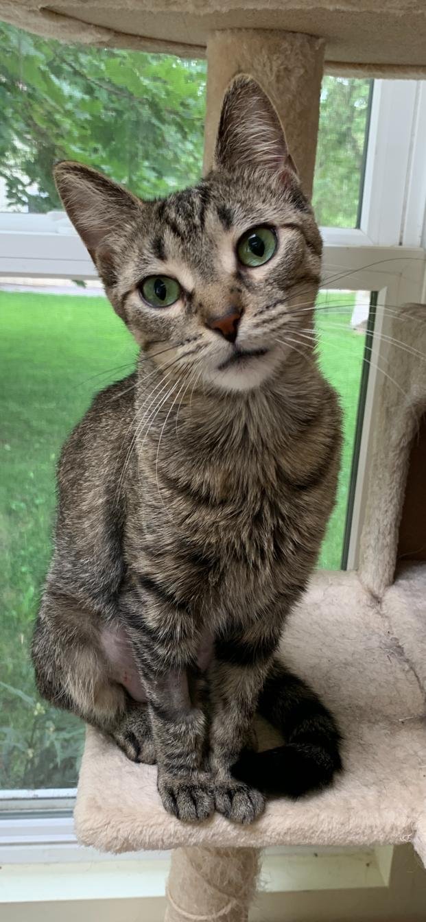 adoptable Cat in Traverse City, MI named Ivy