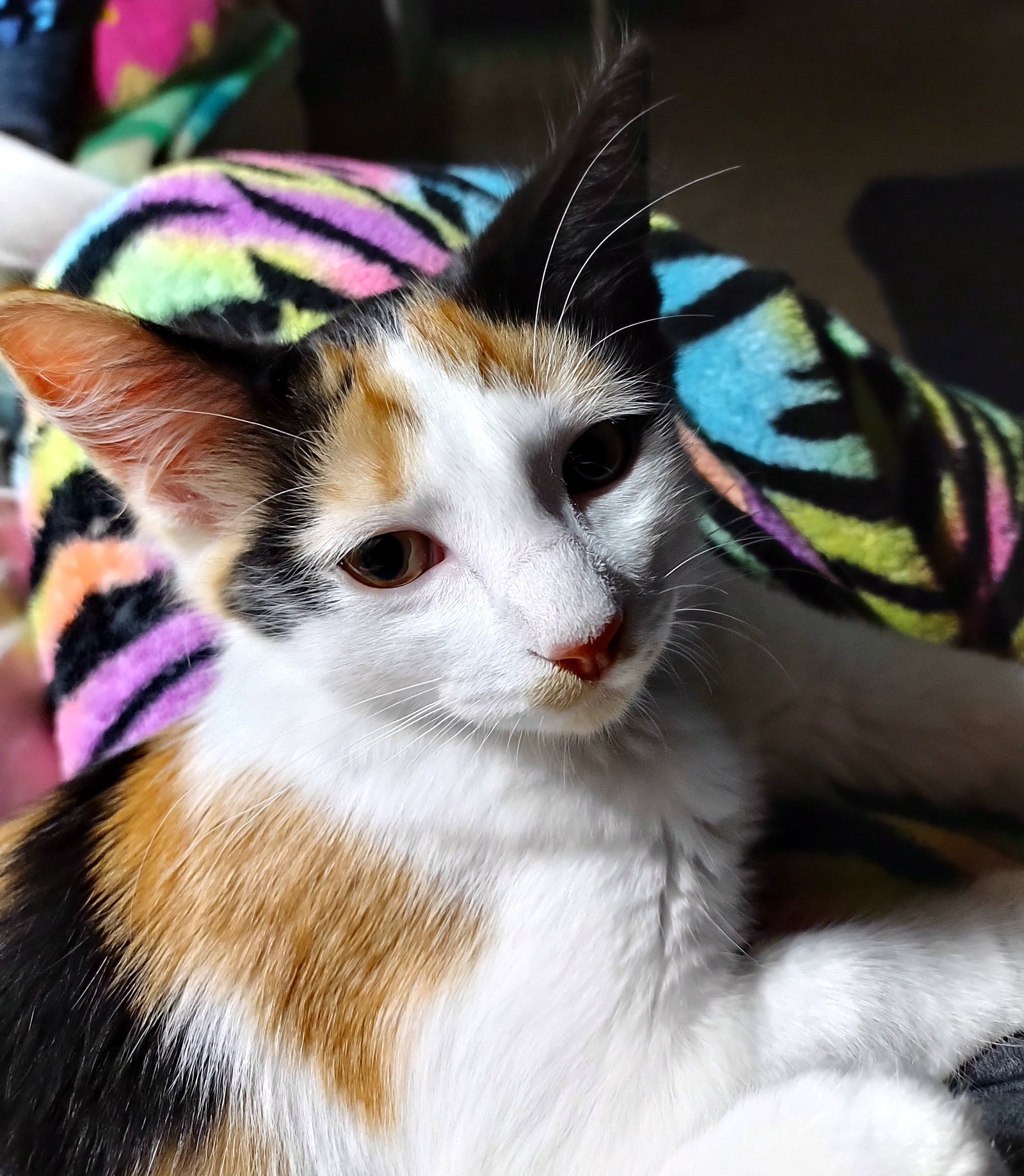 Cats for Adoption in Gaylord, Michigan Alpha Paw