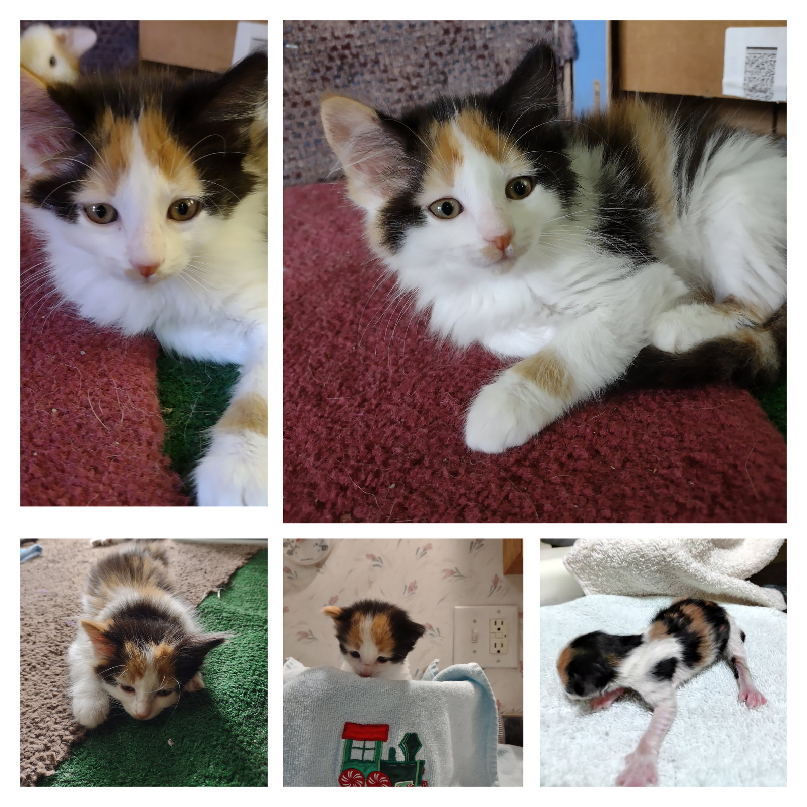 Cats for Adoption in Gaylord, Michigan Alpha Paw