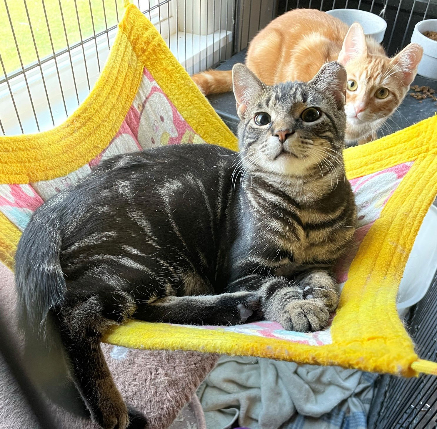 Cats for Adoption in Lake City, Michigan | Alpha Paw