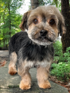 adoptable Dog in , RI named BLACKBERRY