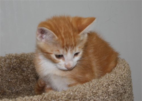 Orange male kitten