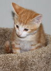 Orange male kitten