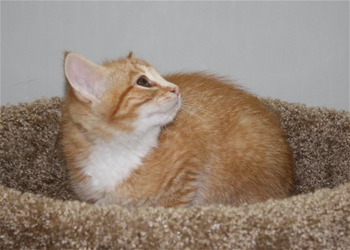 Orange female kitten