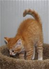 Orange female kitten