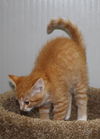 Orange female kitten