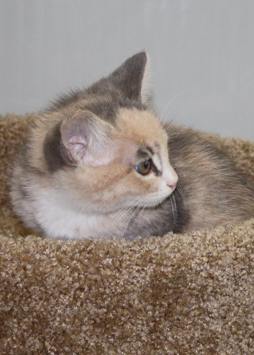 Dilute tortoiseshell female