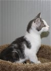 Grey & white male kitten