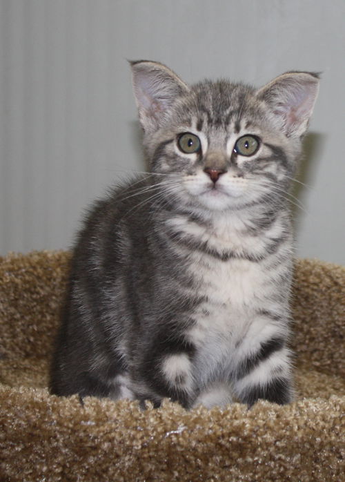 Grey bullseye tabby female kitten