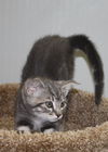 Grey bullseye tabby female kitten