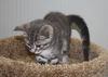 Grey bullseye tabby female kitten