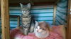 Oscar and Lynx