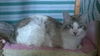 Oscar and Lynx