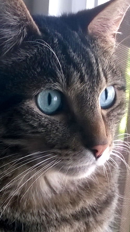 Lynx