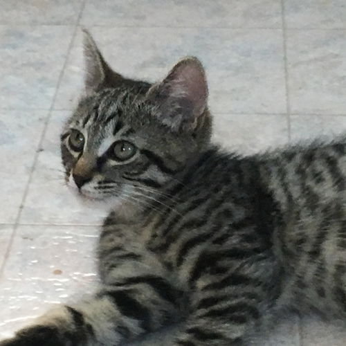 Tiger Tabby - KS-GO 7-2019