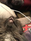 Tuffy - GF