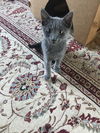 Cleo - GF