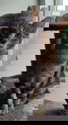 Peanut - AV