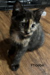 Phoebe - LJ/LE