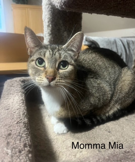 adoptable Cat in Burlington, WA named Mia - LJ/LE