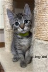 Linguini - LJ/LE