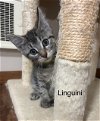 Linguini - LJ/LE