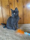 adoptable Cat in , WA named Tasha - KS