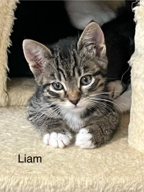 adoptable Cat in Burlington, WA named Liam - LE/LJ