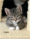 adoptable Cat in  named Liam - LE/LJ