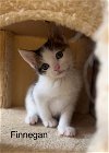 adoptable Cat in  named Finnegan - LE/LJ