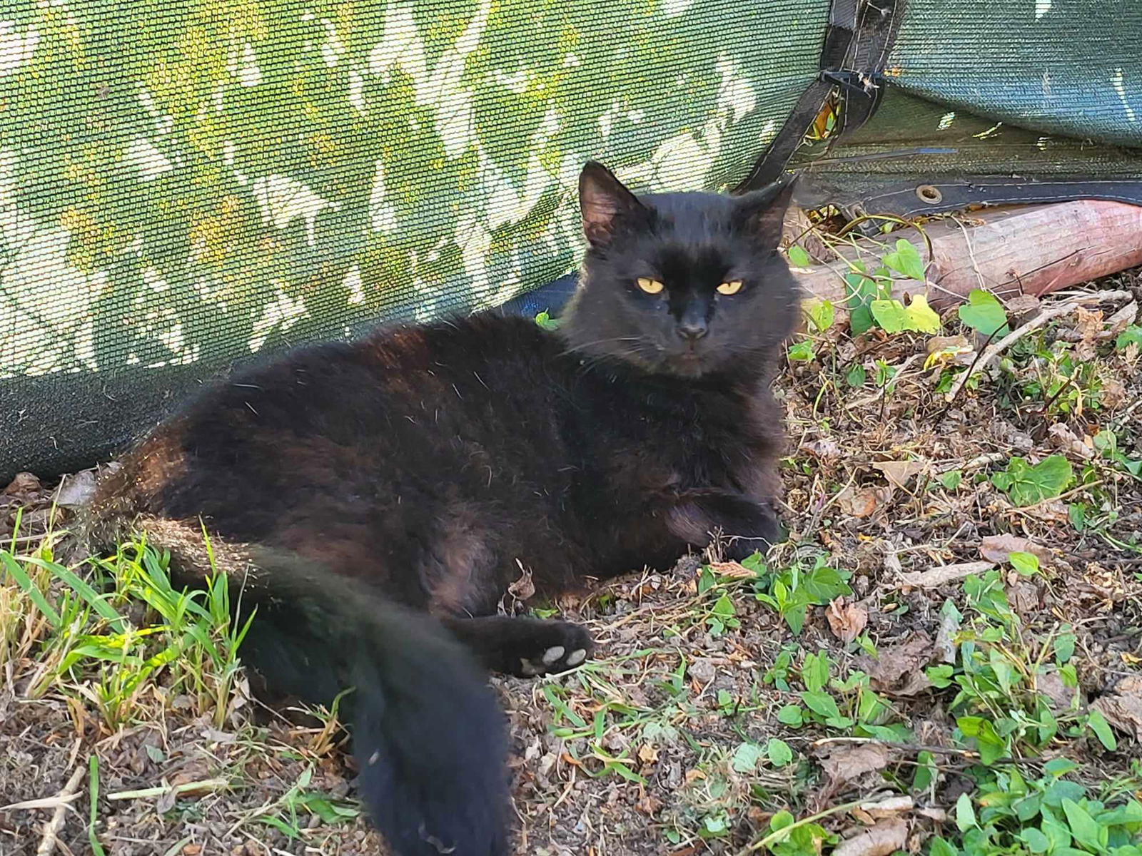 adoptable Cat in Burlington, WA named Oscar - AV