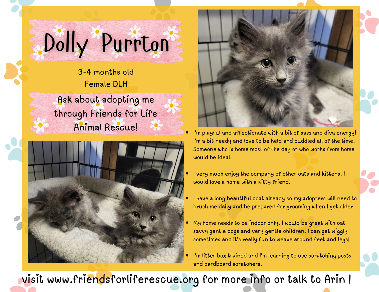 adoptable Cat in Burlington, WA named Dolly Purrrton - AV